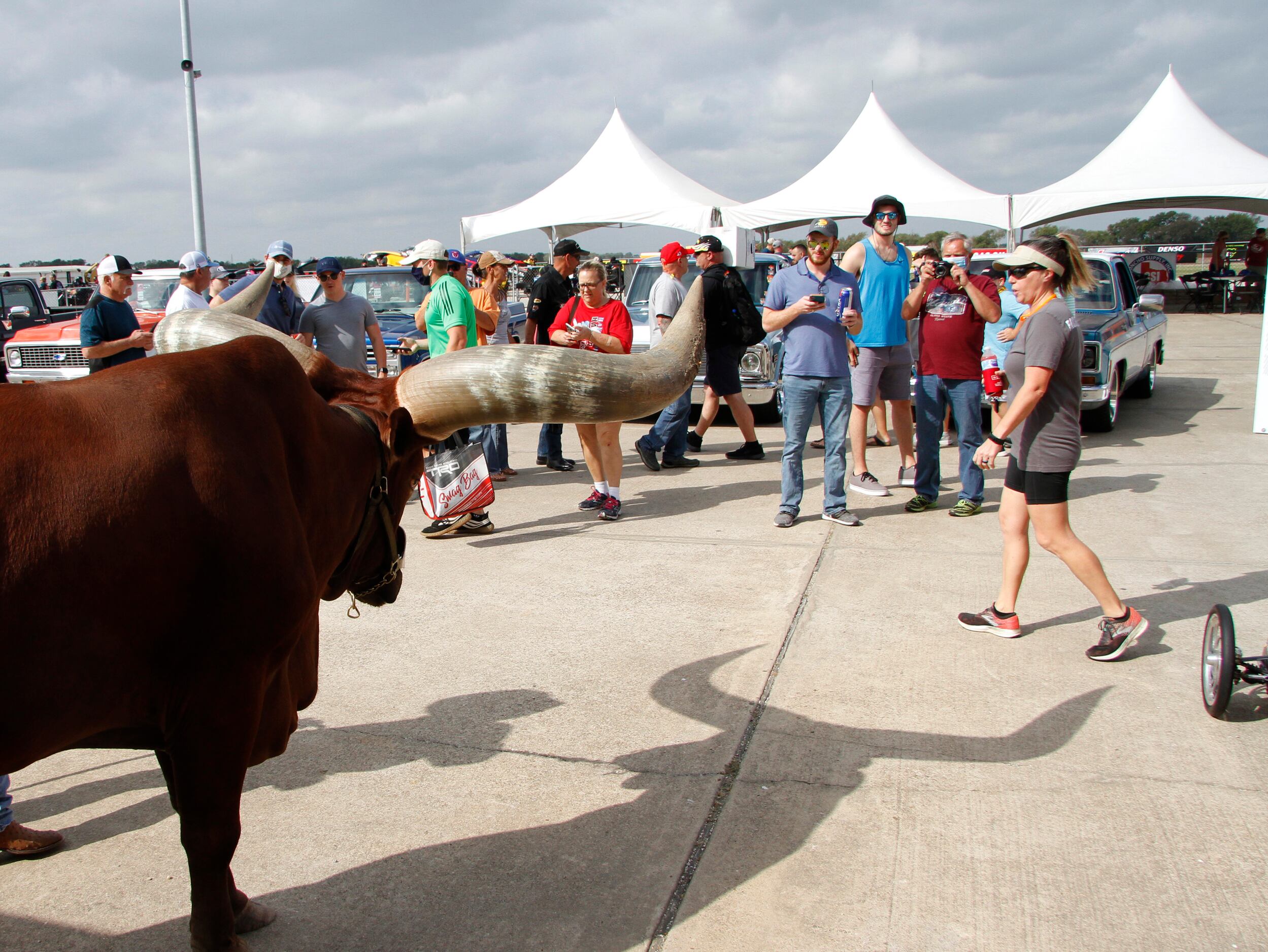 Racing enthusiasts receive a longhorn welcome upon their arrival to the  final day of the...