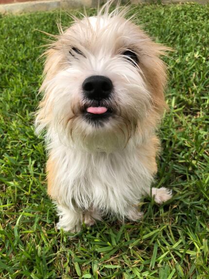 Sandy, a terrier of unknown origin, was adopted by the Damm family this summer.