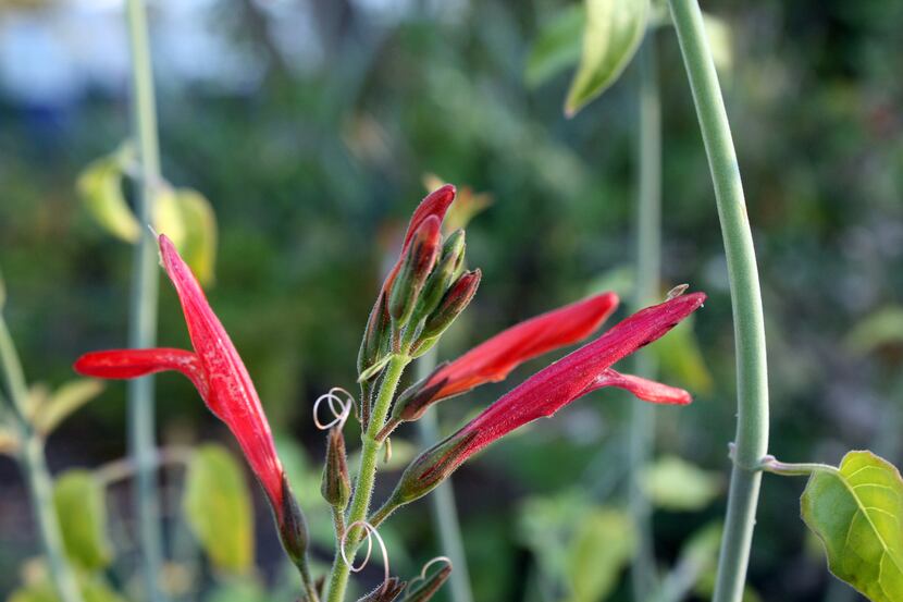 Chuparosa (Justicia californica), a drought-tolerant plant, also is called hummingbird bush.