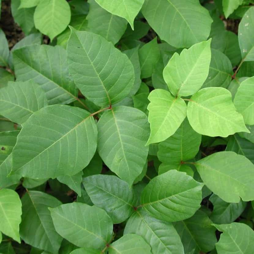 
Typical mid-summer poison ivy, in the form of a bush, have some leaves notched and some not. 
