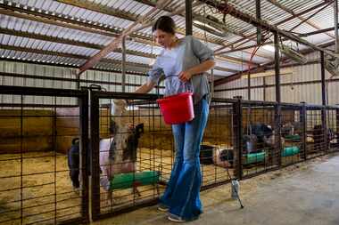 Savannah Robison feeds her show pigs at the Lake Dallas FFA Ag Barn in Denton, on July 19,....