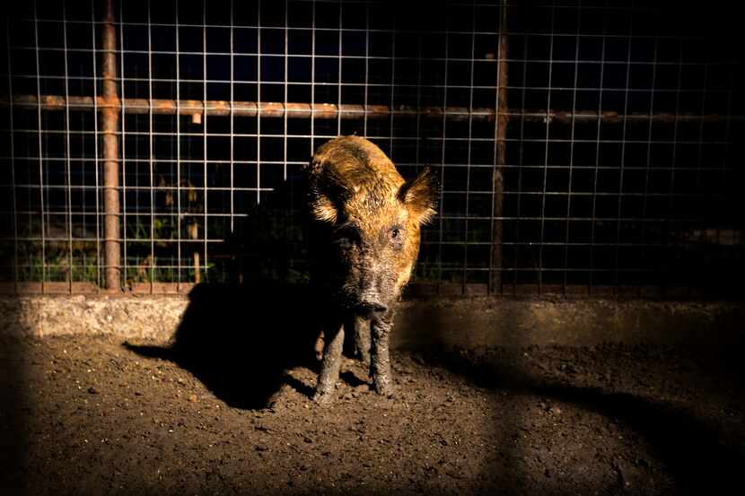A feral hog is kept in a pen at Ortiz Game Management in New Braunfels on Thursday July 17,...