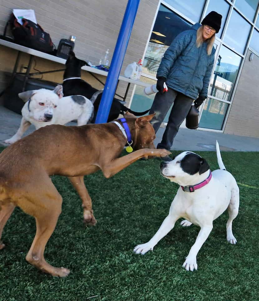 Dallas Animal Services' Patty Hawkins, watches during an outdoor dog playgroup session...
