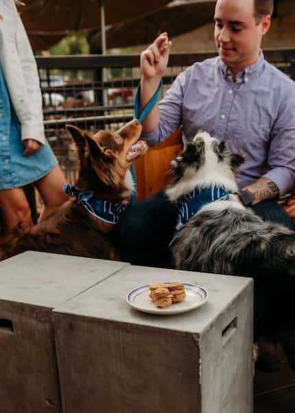 Man seated on patio feeds treats to two dogs