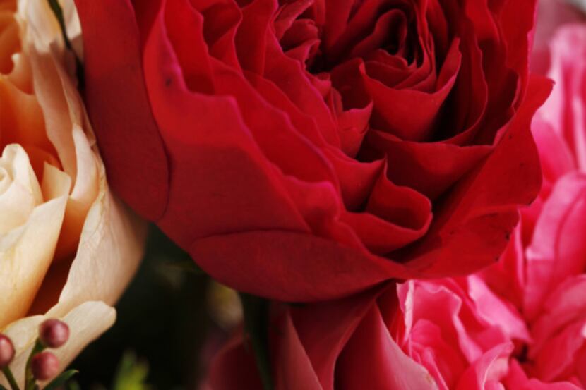'Darcey Bussell' is one of the newer David Austin English roses. It is a good choice for a...