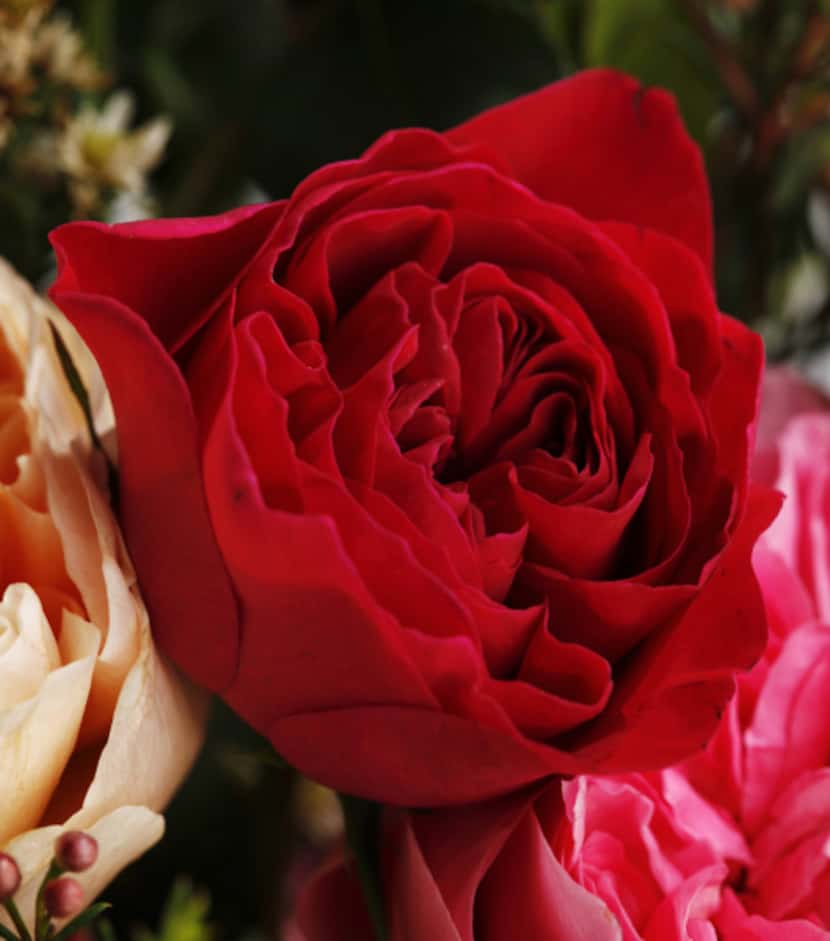 'Darcey Bussell' is one of the newer David Austin English roses. It is a good choice for a...