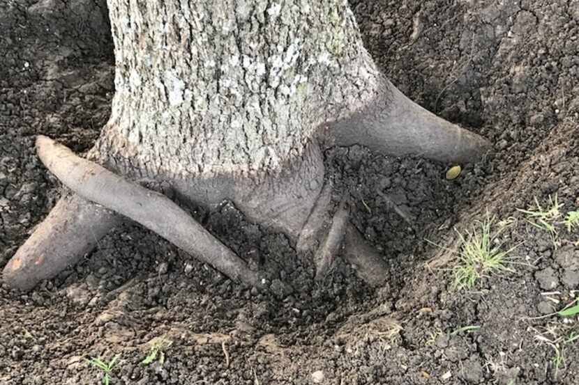 The dark area used to be covered with soil, hiding girdling roots that need to be removed on...