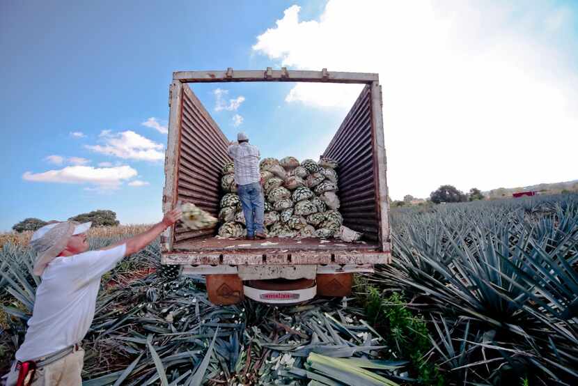Agave is placed on a truck in Mexico for Suro Imports. 