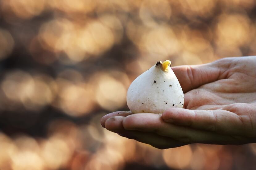 A tulip bulb is pictured as the Dallas Arboretum and Botanical Garden's horticultural staff...