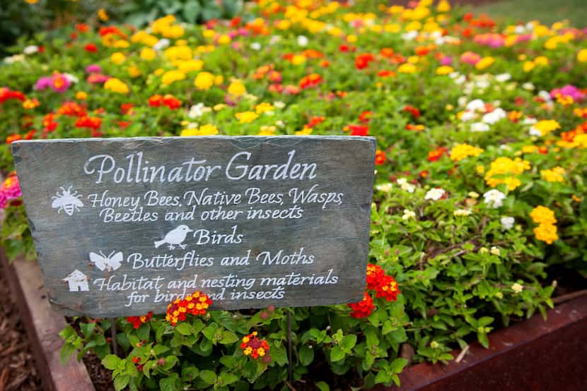 The pollinator garden was planted next to the Kitchen Garden to support bees, butterflies,...
