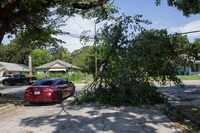 Un auto esquiva la rama de un árbol que cayó sobre cables eléctricos tras las tormentas del...