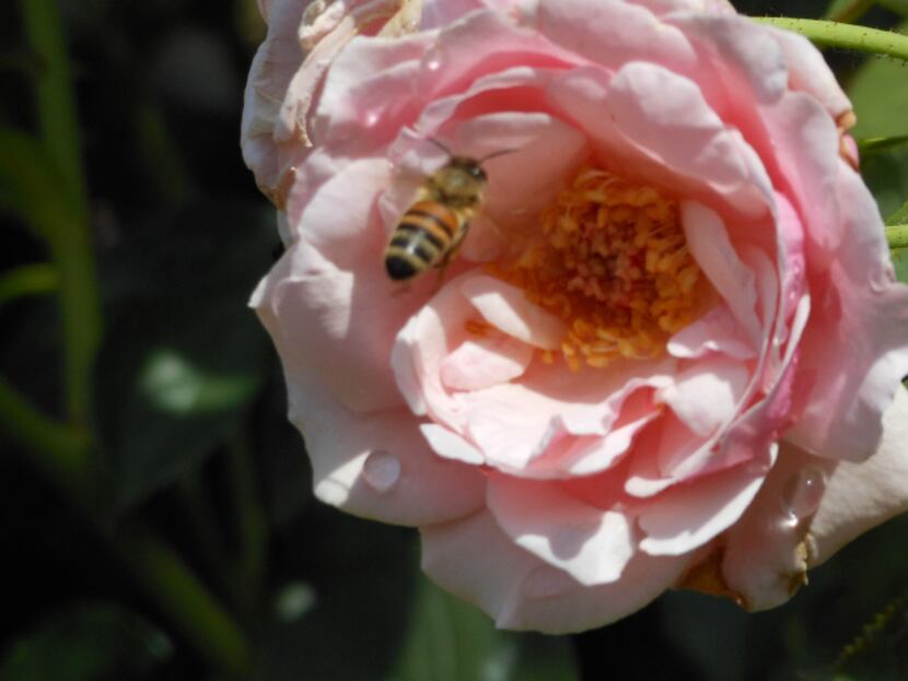 'Our Lady of Guadalupe' attracts bees to Joe and Margie Plunkett's garden in Plano.