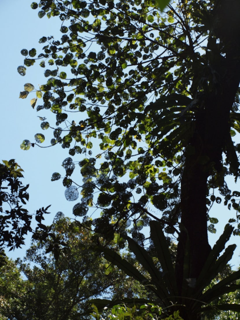 The stinging tree found in the Gondwana Rainforests of Australia World Heritage Area, is...