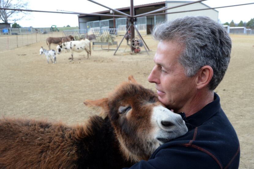 Ed Preston gives a little attention to Starpower, a two-foot-tall miniature donkey, at his...