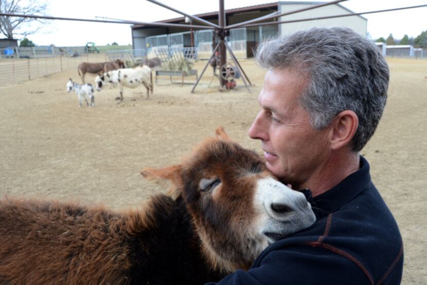 Ed Preston gives a little attention to Starpower, a two-foot-tall miniature donkey, at his...