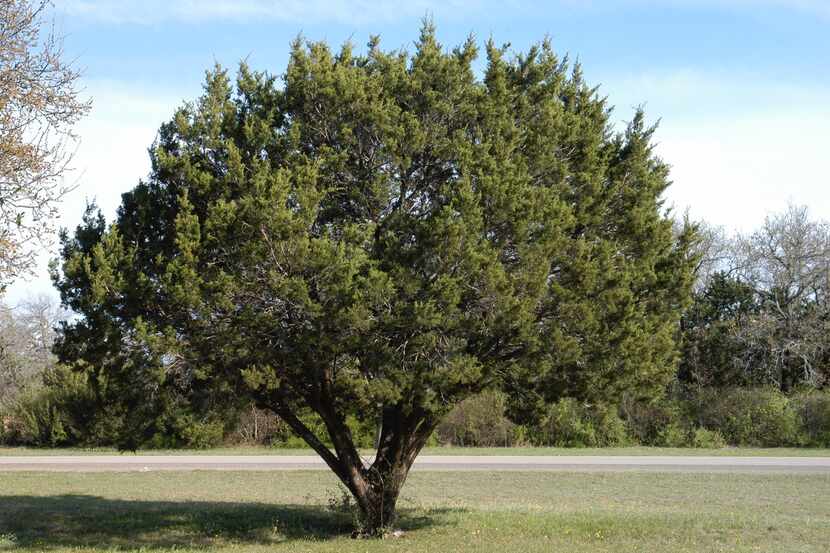 Mountain cedar, aka Ashe juniper, is one of the native Texas ”cedars” responsible for the...