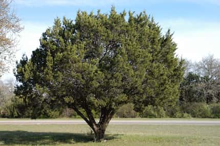 Cedro de montaña de Texas es también conocido como Ashe juniper.