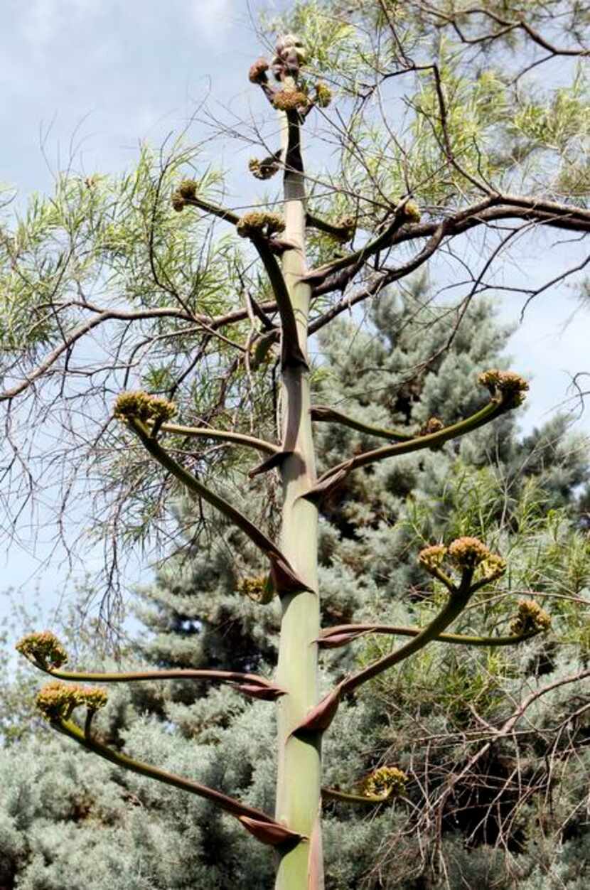 
The Agave parryi in the Simpson collection has finished blooming, but now seed pods are...