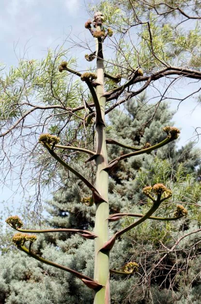 
The Agave parryi in the Simpson collection has finished blooming, but now seed pods are...