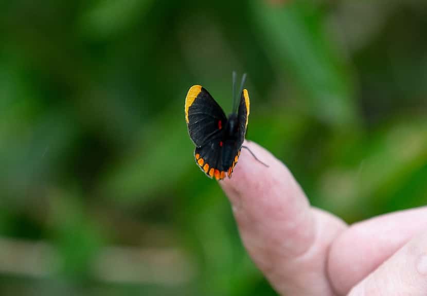 A red-bordered pixie butterfly at the National Butterfly Center  in Mission, Texas.