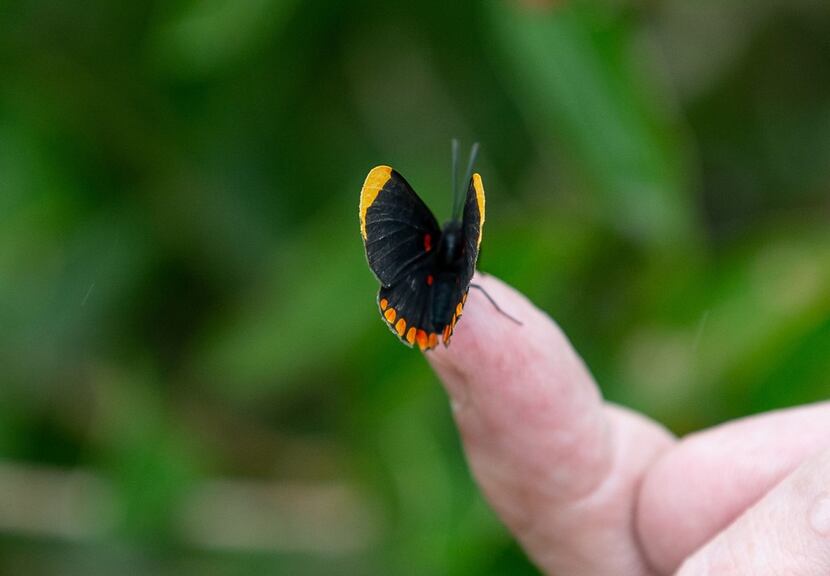A red-bordered pixie butterfly at the National Butterfly Center  in Mission, Texas.