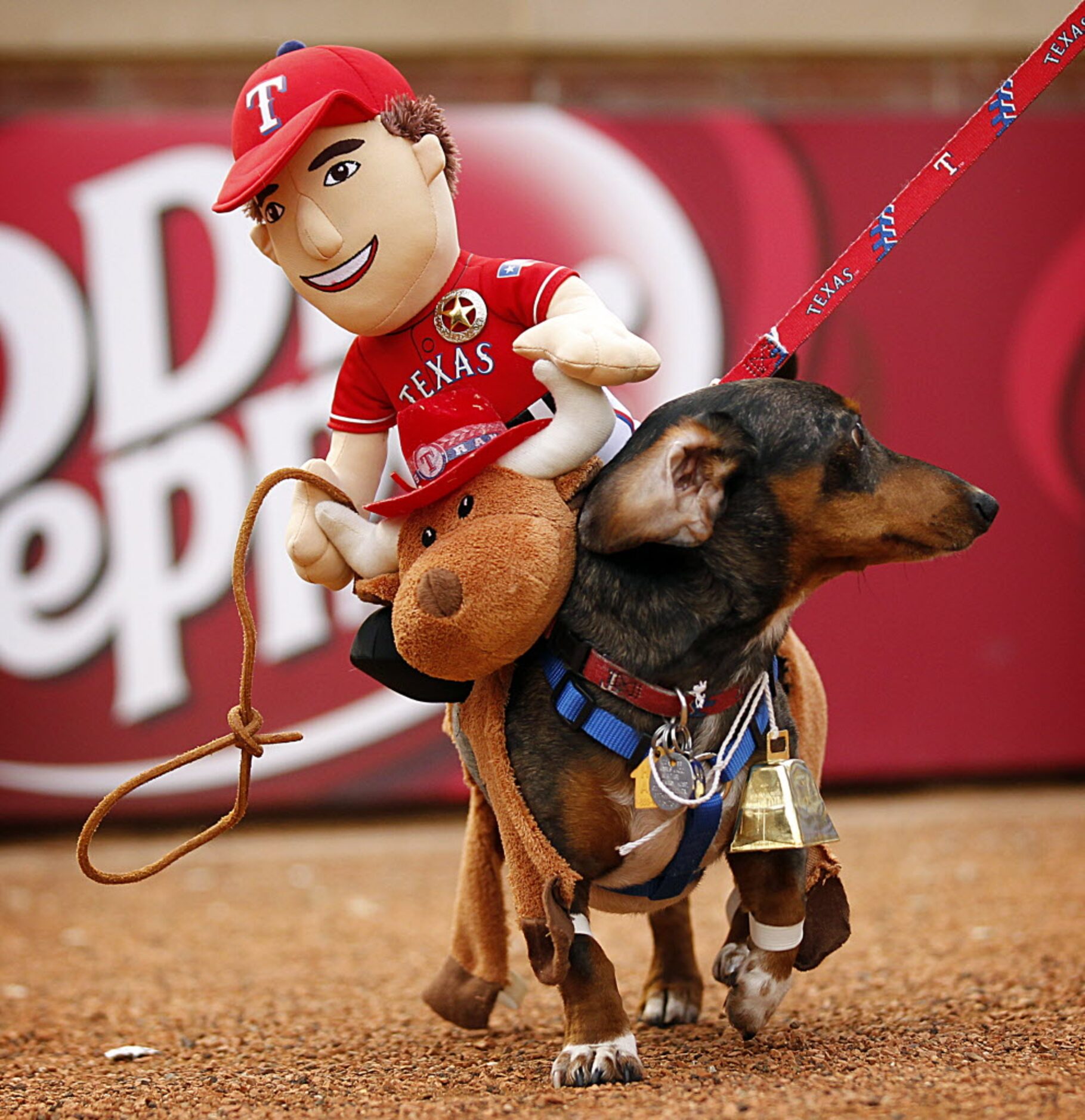 Riley, a dachshund from Fort Worth, carries Texas Rangers star Ian Kinsler on his back...