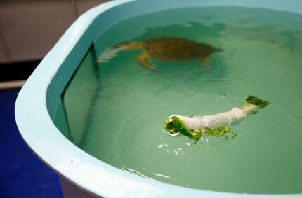 A piece of plastic tubing stuffed with bell pepper and bok choy floats in Frio's 500-gallon...