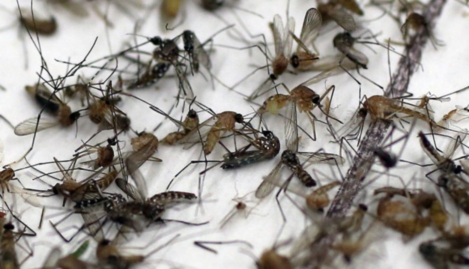 El condado de Dallas fumigará una zona de Garland donde detectó mosquitos portadores del...