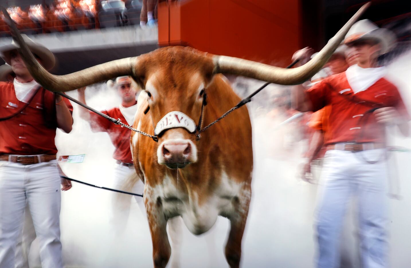 The Texas Longhorns mascot, Bevo, is introduced before the game against the Alabama Crimson...