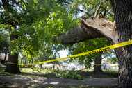 A portion of a large tree at Juanita Craft Park in the Mill City neighborhood of South...