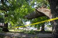 Un árbol dañado por las tormentas de fines de mayo bloquea una acera en el Juanita Craft...