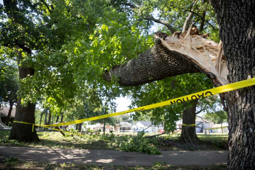 A large tree blocks the sidewalk at Juanita Craft Park in South Dallas after being damaged...