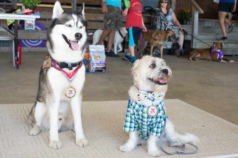 Lyndon Villone's dog Ice, the newly crowned spokesdog of Denton, poses for a photo with...