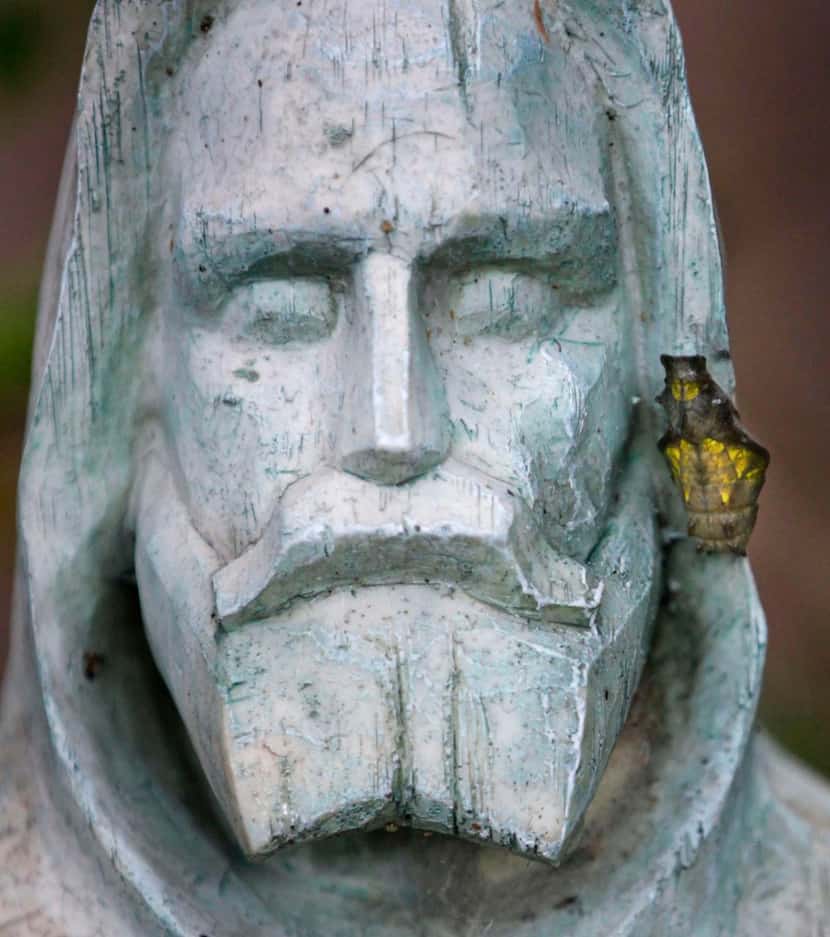 
A caterpillar chose a garden statue for its chrysalis.
