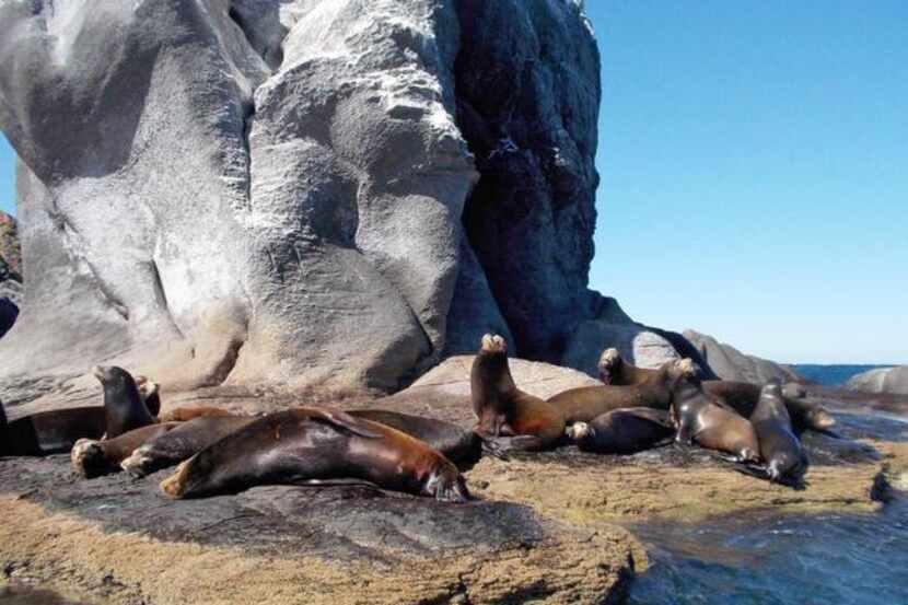 
This January 2014 photo shows sea lions resting on Coronado Island in the Loreto Bay...
