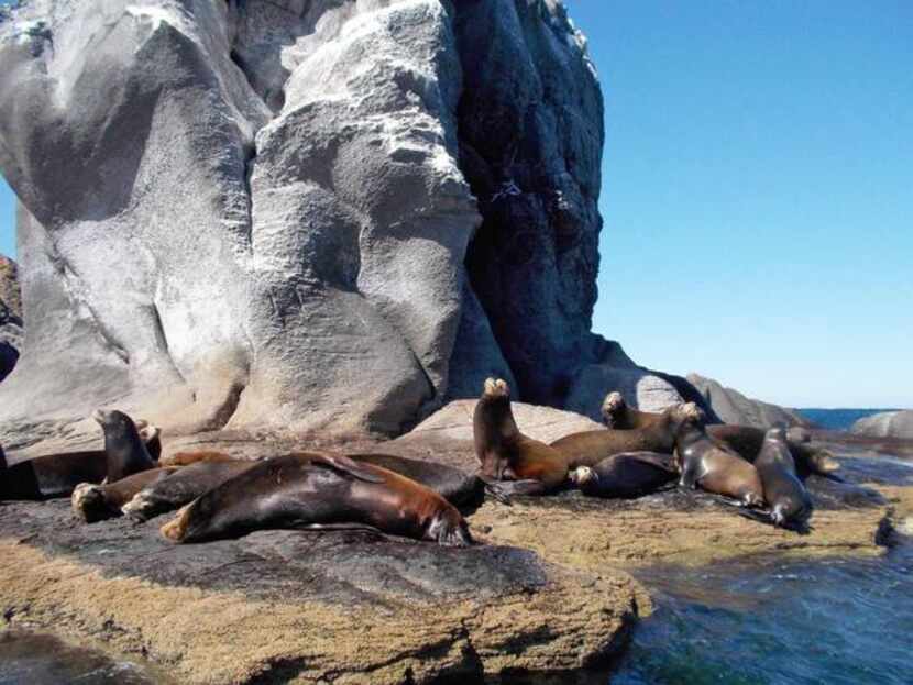 
This January 2014 photo shows sea lions resting on Coronado Island in the Loreto Bay...