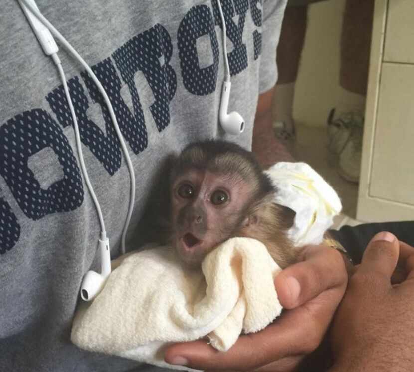 Dez Bryant's pet monkey, Dallas Bryant. Photo from Dez Bryant's Instagram page.
