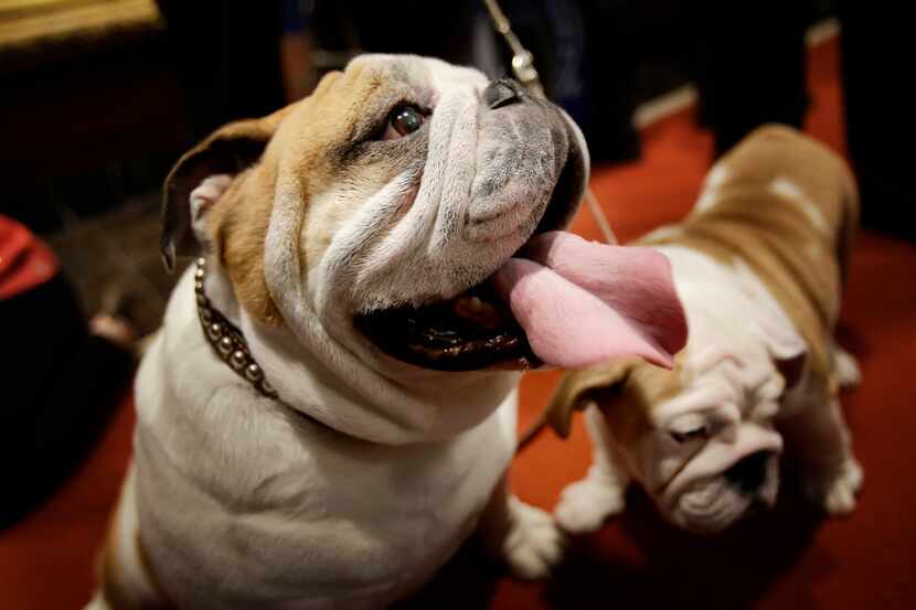 FILE- In this Jan. 30, 2013, file photo, a bulldog named Munch, left, and a puppy named...