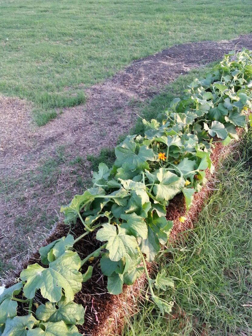 
Squash flourished in Cindy Midkiff's straw bale garden last summer in Mansfield. 
