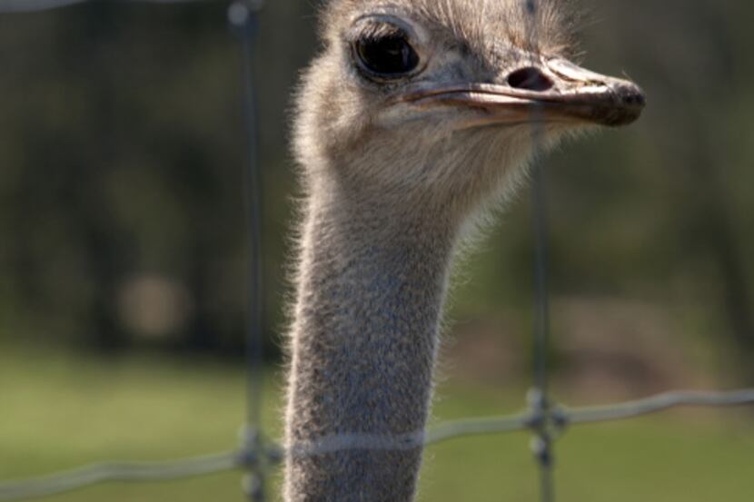 A Common Ostrich. Photographed at Cleveland Amory Black Beauty Ranch in Murchison, Texas in...