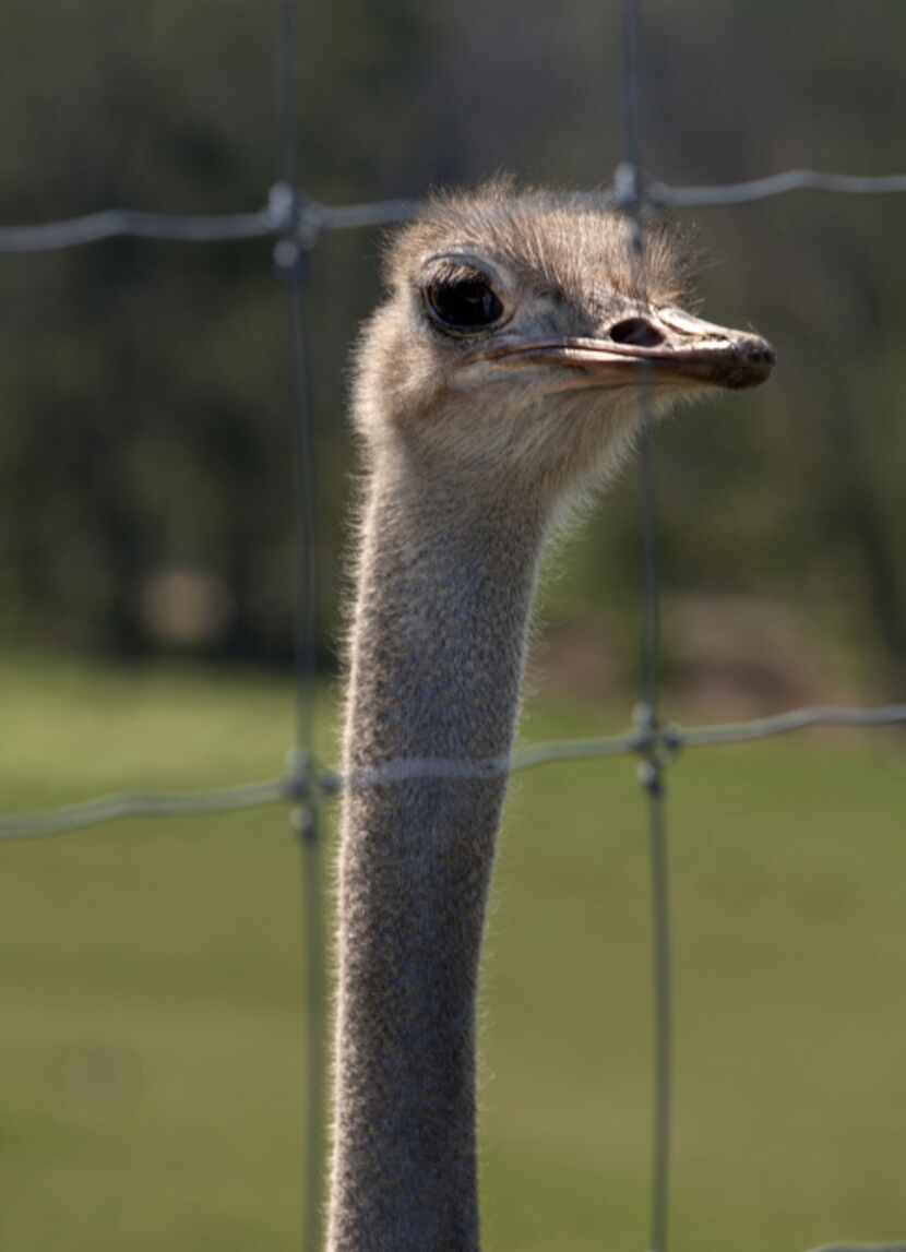 A Common Ostrich. Photographed at Cleveland Amory Black Beauty Ranch in Murchison, Texas in...