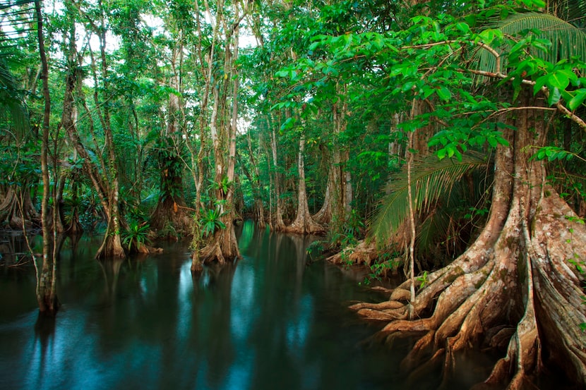 Nature hikes give Playa Cativo guests a glimpse of the stunning biodiversity in Costa Rica's...