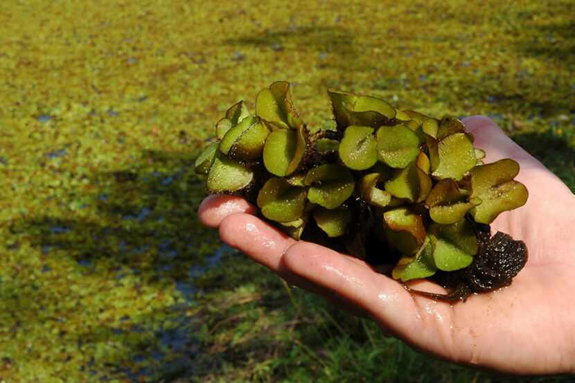 Experts say the invasive South American lake plant giant salvinia (Salvinia molesta) has now...