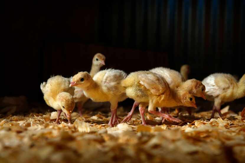 Week-old turkey poults explore their new surroundings in a heated barn on the Bois d'Arc...
