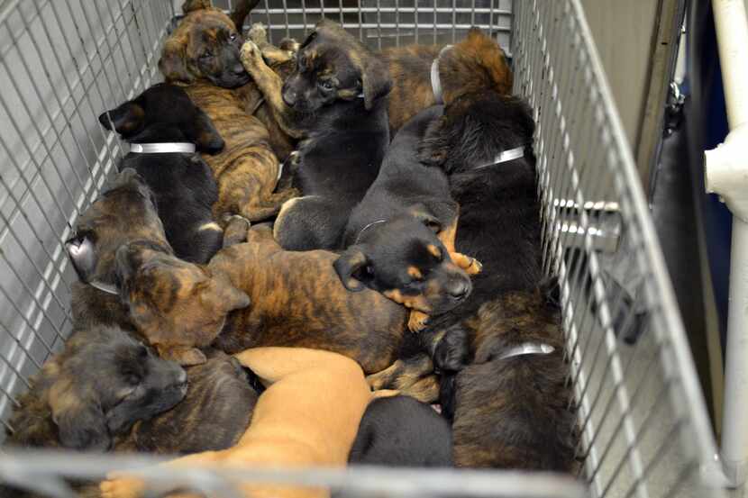 Shortly after an owner surrendered this litter of 14 puppies last week at the Dallas...