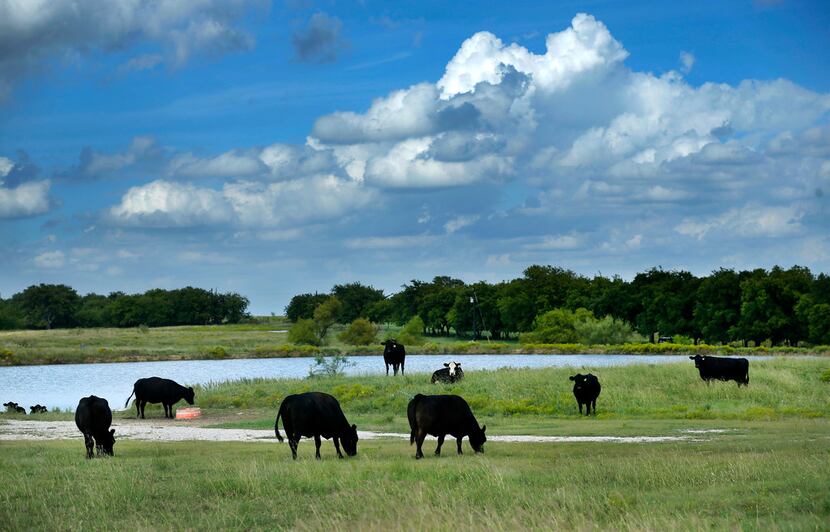 This stock pond for cattle will be excluded from development of Northstar's 2,200 homes on...