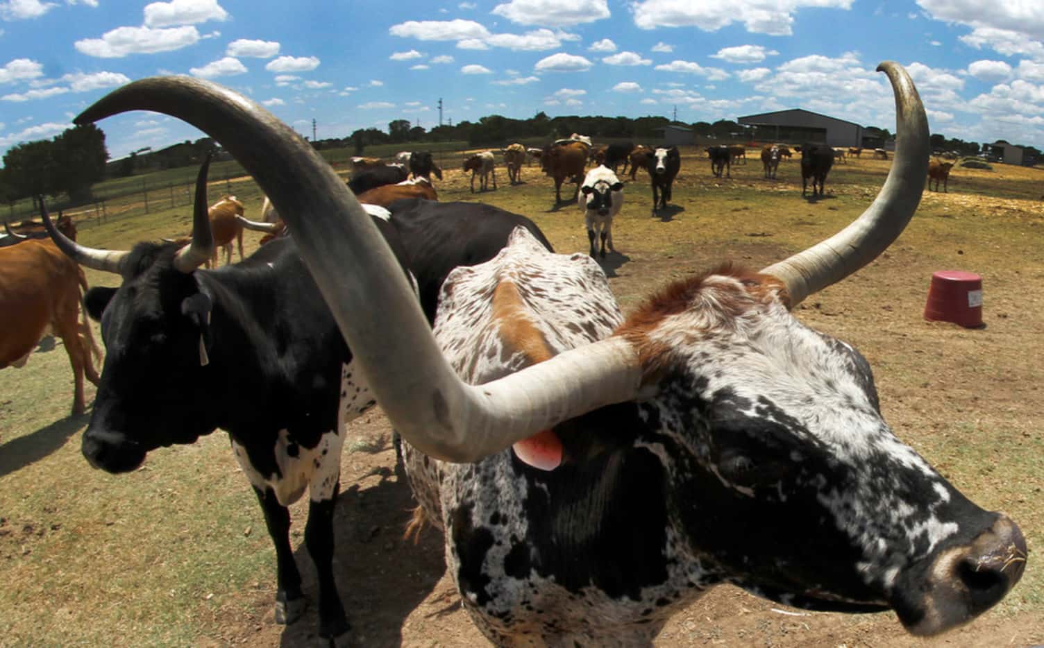 A longhorn named Spartacus shows off his namesake headgear at the Humane Society Ranch in...