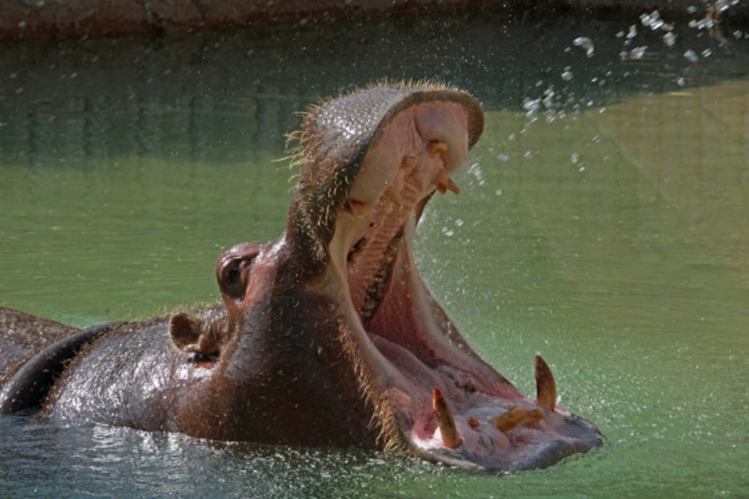 A hippopotamus drinks from a spout at the Natives of Africa and Asia exhibit at the Fort...