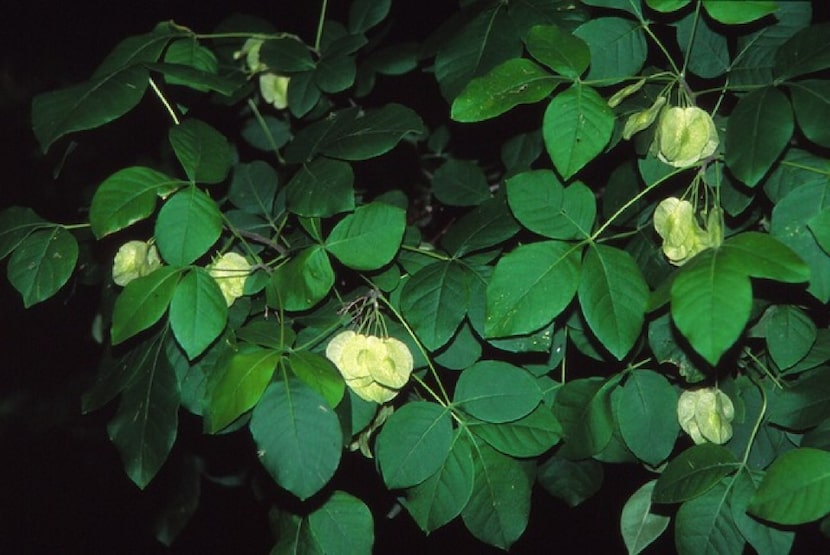 Interesting foliage and seed pods of wafer ash.