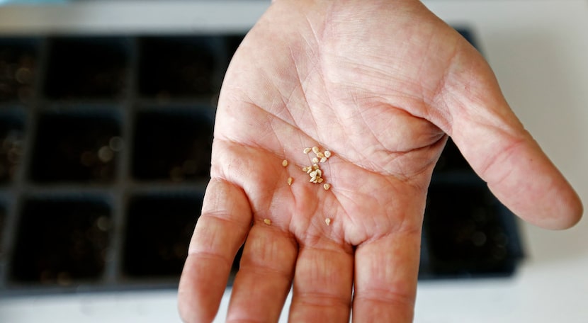 Horticulturalist Daniel Cunningham shows tomato seeds.